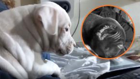 PDI rescata a seis cachorros que iban a ser amputados en Huechuraba: sujeto fue detenido